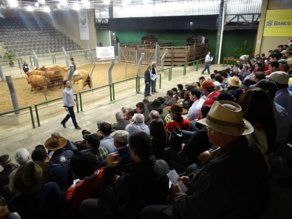 Feira da Novilha Expointer