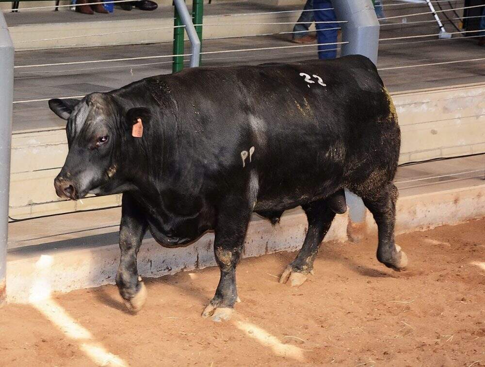 Leilão de Rústicos Angus