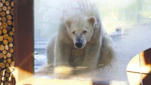 Ursos polares são os animais mais populares entre os visitantes do zoológico de La Flèche. Foto: Reprodução