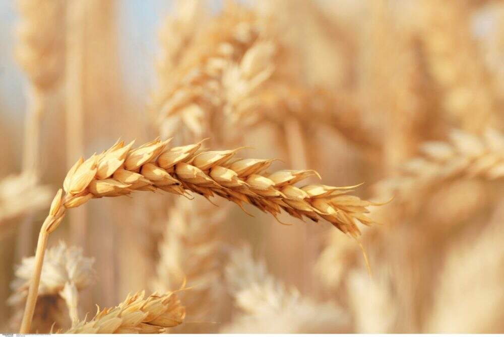 Bayer CropScience/ trigo