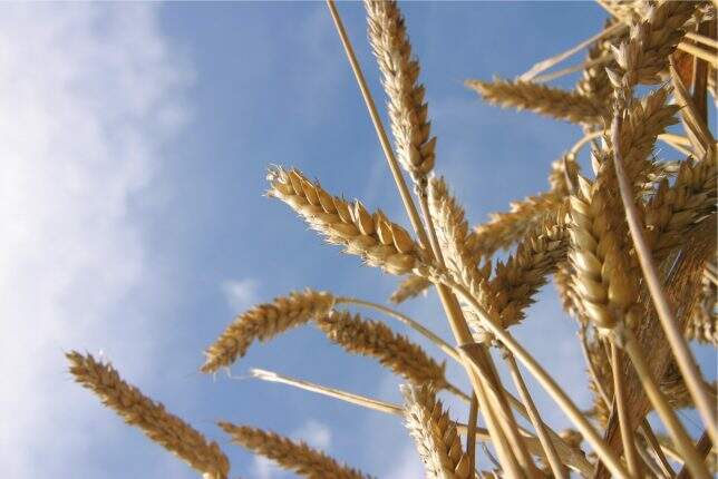 Bayer CropScience/ trigo