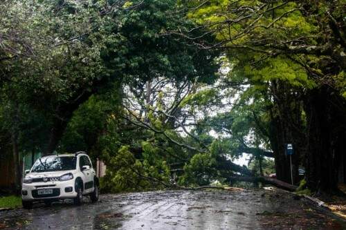 Queda de árvores com o forte vento contribui para o corte de energia. (Foto: Jackson Ciceri/o Sul)