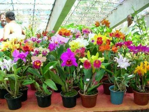 Exemplares de orquídeas floridas.  (Foto: divulgação)