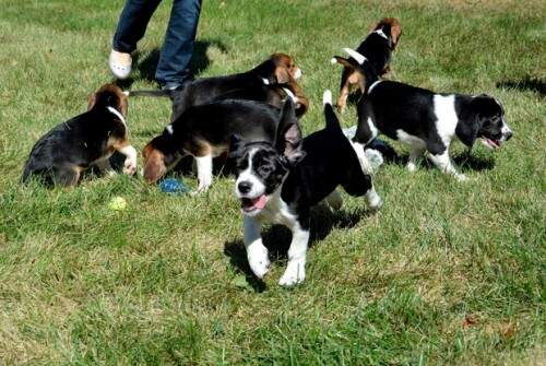 Seis, dos sete cães de proveta, já foram adotados (Foto: Reprodução)