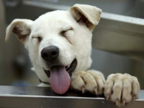 Cães são variedade mistas do japonês Mastiff e da coreana Jindo. (Foto: Reprodução)