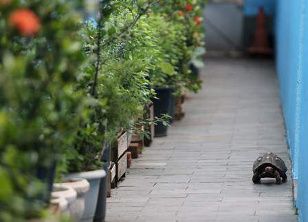 O corredor de entrada cheio de plantas que dá acesso ao Quintal da Vanessa. (Foto: Reprodução)