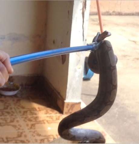 Cobra, de cerca de dois metros, foi devolvida ao seu habitat natural. (Foto: Reprodução)