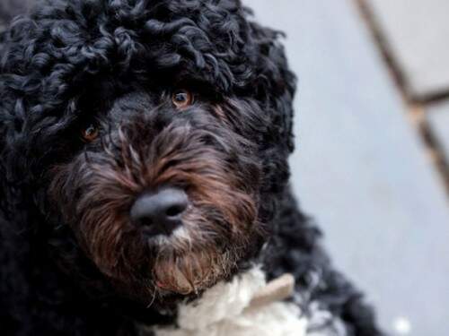 Bo é da raça cão d'água português, e tem sete anos. (Foto: Reprodução)