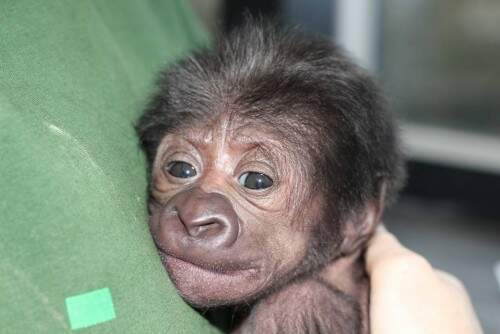 A baby female Western lowland gorilla is seen in this handout photograph dated February 17, 2016, and released by Bristol Zoo in Britain to Reuters on February 23, 2016. A baby gorilla has been delivered by a rare caesarean section at the British zoo in an operation performed by a local hospital gynaecologist, the zoo said on Tuesday. REUTERS/Bristol Zoo/handout via Reuters ATTENTION EDITORS - THIS IMAGE WAS PROVIDED BY A THIRD PARTY. REUTERS IS UNABLE TO INDEPENDENTLY VERIFY THE AUTHENTICITY, CONTENT, LOCATION OR DATE OF THIS IMAGE. IT IS DISTRIBUTED EXACTLY AS RECEIVED BY REUTERS, AS A SERVICE TO CLIENTS. FOR EDITORIAL USE ONLY. NOT FOR SALE FOR MARKETING OR ADVERTISING CAMPAIGNS. NO RESALES. NO ARCHIVE.