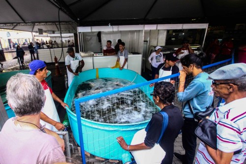 Uma banca com peixes vivos já está em funcionamento. (foto: Jackson Ciceri/ O Sul)