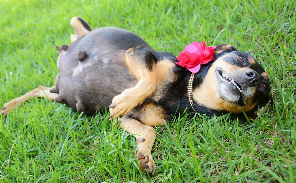 Cachorrinha no seu primeiro ensaio. (foto: reprodução)