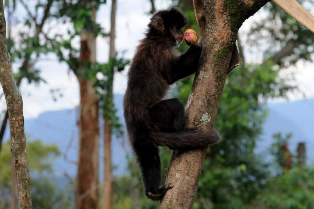 Macaco do Gramadozoo