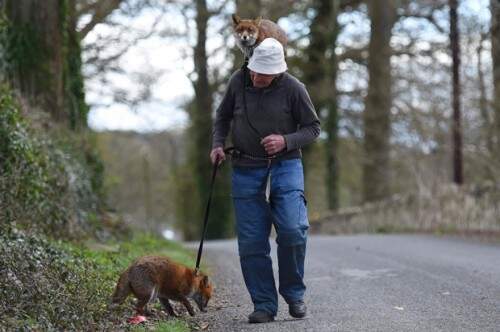 Irlandês Patsy Gibbons mantém duas raposas de estimação. (Foto: Reprodução)