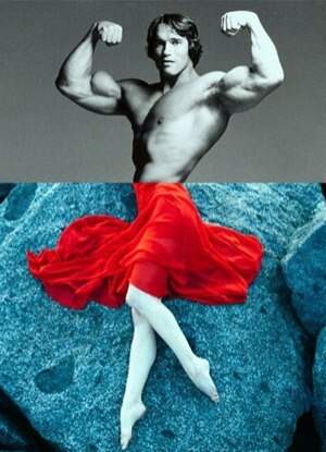 Montagem de Arnold Schwarzenegger foi postada por Bruno Gagliasso. (Foto: Reprodução)