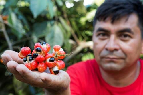 antonio_urucara_guarana015