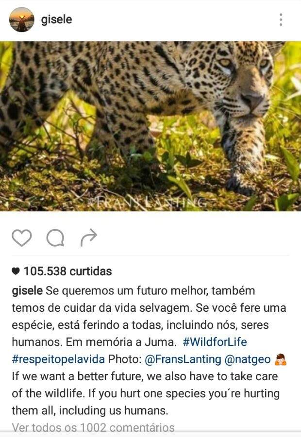 Print de post de Gisele Bündchen sobre a morte da onça Juma. (Foto: Reprodução)