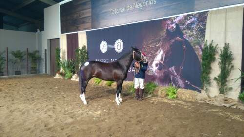 Leilão Passo Novo - Crédito AgroEffective Divulgação