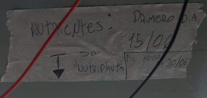 Cultivo de maconha era cuidado pelos criminosos. (Foto: Polícia Civil/Divulgação)