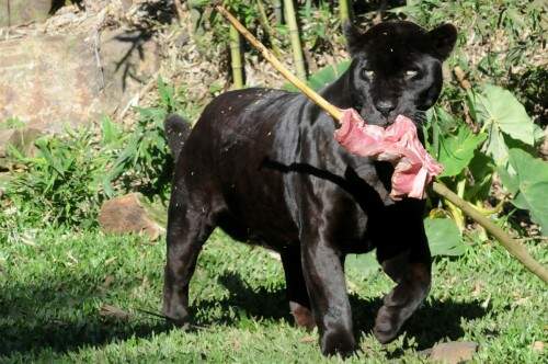 Canídeos e felídeos, como a onça negra do Gramadozoo, ganharão presente especial na terça-feira (20). (Foto: Halder Ramos/divulgação)