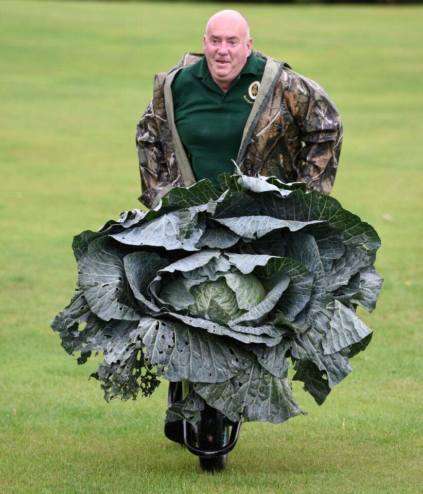 Paul Bastow levou o título da competição de maior repolho com um exemplar de 25,4 kg. (foto: reprodução)
