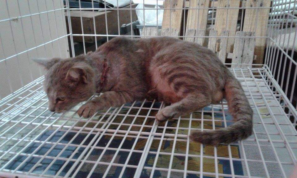 Este gato também sobreviveu ao ataque. (Foto: Reprodução/Facebook)