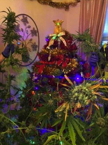 Pé de Maconha é usado como árvore. (Reprodução/Twitter)