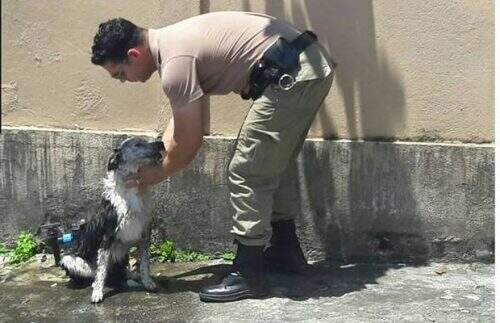 Cachorro Jhorge, que desmaiou de calor, precisou de um banho para se reanimar. (Reprodução/Facebook)