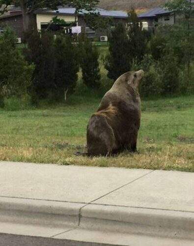 Foca passou por ruas de um subúrbio australiano. (Foto: Reprodução/ Facebook)