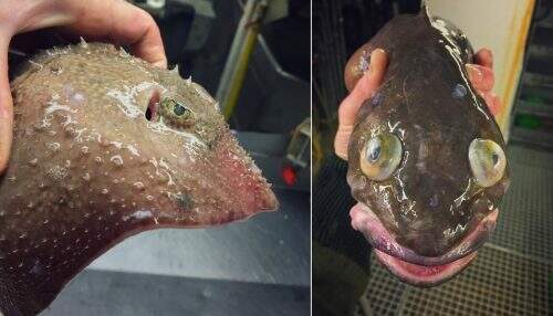 Mais alguns exemplos de peixes retirados do Ártico. (Reprodução/Twitter)