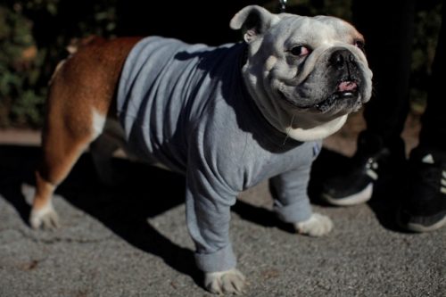 Cachorro é fotografado na Espanha em 17 de janeiro; gatos e cachorros têm memórias e respondem a gestos humanos (foto: reprodução)
