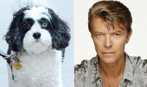 O cão da neta de Bowie também tem olhos de cores diferentes. (Foto: Reprodução/Twitter)