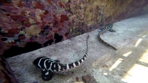Cleo e CC são os primeiros caos relatados de filhotes de tubarão criados a partir apenas de uma fêmea que já havia acasalado anteriormente (Foto: Reprodução)