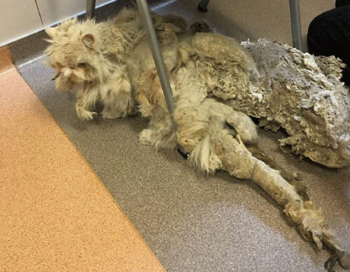 Simbad após o resgate (Foto: The Ant-Cruelty Society/Facebook)