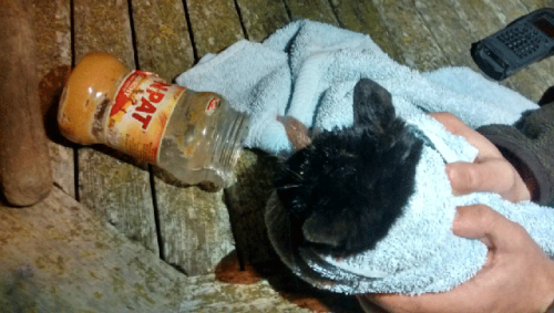 Gatinho é salvo após prender cabeça (Foto: Royal Society for the Prevention of Cruelty to Animals)