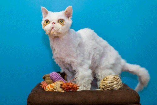 O gatinho Simbad após sua recuperação (Foto: The Ant-Cruelty Society/Facebook)