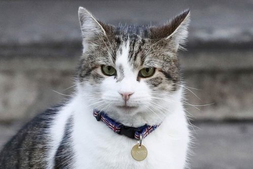 Larry, o gato da Rua Downing, usa uma coleira com desenhos da bandeira do Reino Unido e um aviso de que ele possui chip localizador em frente à residência oficial da primeira-ministra britânica em Londres (foto: reprodução)