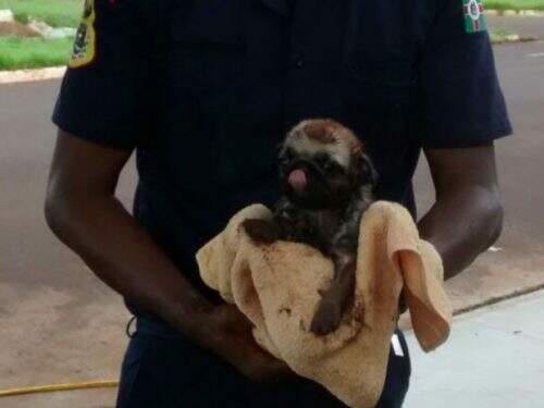 Pug foi retirado depois de cair em buraco aberto dentro de casa em Guaíra, SP (Foto: Divulgação/Guarda Civil Municipal de Guaíra)