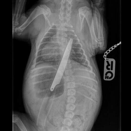Macie engoliu primeiro o cabo da faca, que ficou alojado nos intestinos dela (Foto: PDSA)