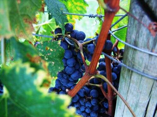 uvas tintas