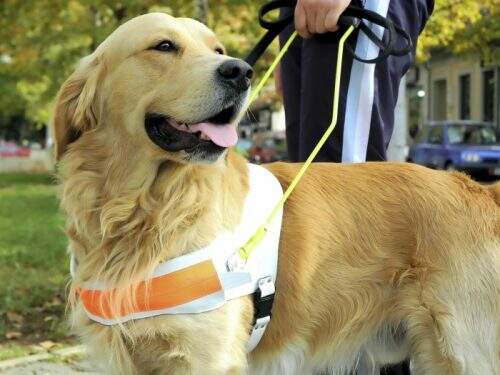  Os cães guias são os homenageados da escola Águia de Ouro no Carnaval paulista de 2017. (Foto: Reprodução)