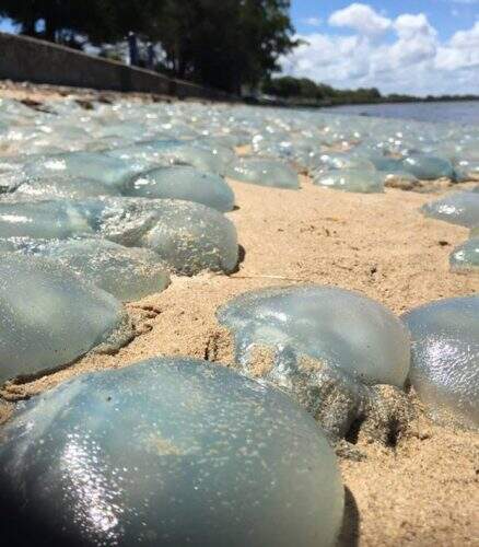 O fenômeno dura cerca de uma semana, até o mar 'resgatar' totalmente as águas-vivas (Foto: Reprodução/Facebook)