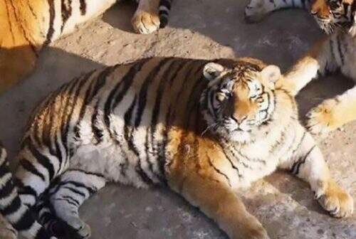 Tigre obeso não consegue correr e caçar (foto: reprodução)