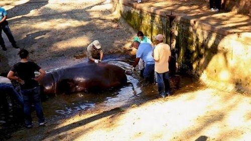 Quantidade de ferimentos no rosto do animal sugere que ele estivesse tentando se defender das facadas (Foto: Secretaria de Cultura de El Salvador)