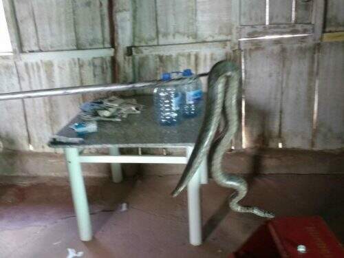 Cobra estava em viga no telhado da casa (Foto: Corpo de Bombeiros/ Divulgação)