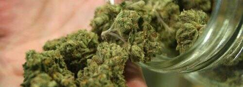 Segundo o Instituto de Regulamento e Controle de Cannabis, as impressões digitais dos consumidores permitirão ter acesso às substâncias nas farmácias sem perder o anonimato. (Foto: Reprodução)