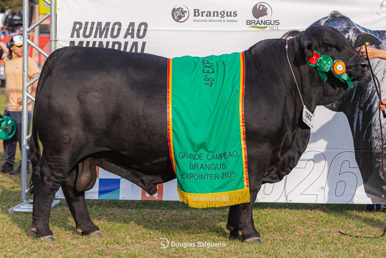 Brangus abre inscrições para a ExpoPelotas e projeta Mundial de 2026