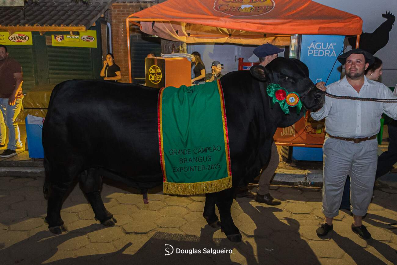 O Parque Assis Brasil, em Esteio (RS), foi palco de um dos momentos mais aguardados da programação da raça brangus na Expointer 2025. O Núcleo Brangus Sul, em parceria com a Associação Brasileira de Brangus (ABB), realizou o tradicional Leilão Noite dos Campeões, reunindo criadores, investidores e entusiastas da genética bovina. O remate, realizado na Casa da Brangus, teve como foco a oferta de pacotes de embriões de animais premiados nas exposições mais recentes, além da comercialização de 50% do touro FIVB291, box 1563, Grande Campeão da Expointer 2025, da propriedade Agroottoni. O exemplar foi arrematado por R$ 50 mil, evidenciando o valor agregado da genética de ponta. Ao todo, o leilão movimentou R$ 251 mil, reforçando o interesse crescente pela raça brangus no Brasil. Segundo o presidente do Núcleo, Gabriel Barros, o sucesso do evento é reflexo direto da qualidade dos animais e da expansão da raça no país. “Recebemos criadores de diferentes estados, o que mostra que o brangus está ganhando espaço e gerando novas conexões. O remate representa mais do que vendas — é um ponto de encontro entre quem acredita no futuro da pecuária de excelência”, destacou. Durante o evento, o jurado mexicano Rafael Ramirez, responsável pelos julgamentos da raça na feira, foi homenageado com um quadro comemorativo, simbolizando a integração internacional e o reconhecimento técnico da mostra. O Leilão Noite dos Campeões teve a condução da Tellechea & Bastos, com o leiloeiro Pedro Bastos no comando do martelo.