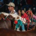 Animais Braford - Crédito Gustavo Rafael Divulgação