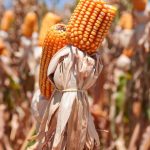 23161413_2245278_GDO