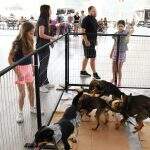 Feira de cães (1)